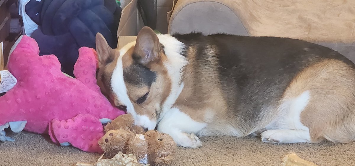 Pebbles DaCorgi & Teddy tweet media