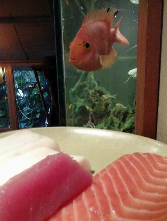 fish (@kindfishfriend) on Twitter photo 