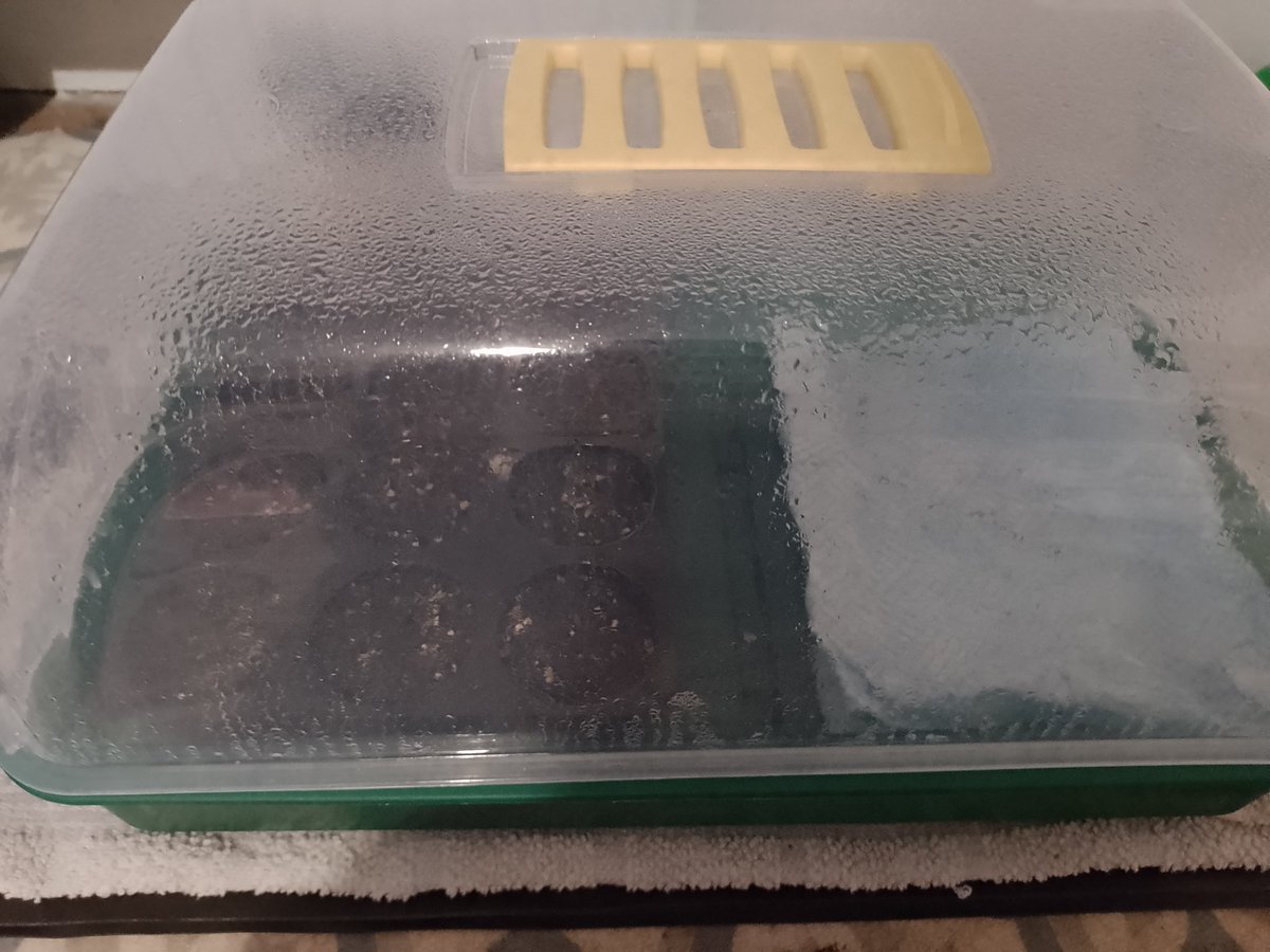 Metzfits84's tweet photo. Most of my flowers have been sown. But there are more in pots outside, some are sprouting. This year I'm growing sweet peppers. Those are in a propagator on a heat mat. I'm growing 2 pumpkins, Pattypan &amp; Warty Goblin. I'm also planning to grow 2 types of tomatoes. @GrowVeg https://t.co/zENl0JF2O2