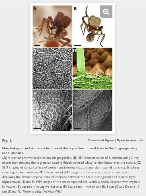 ごりま tweet media