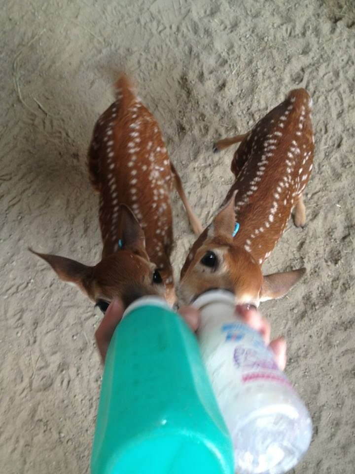 Phenrir 𓃝 tweet media