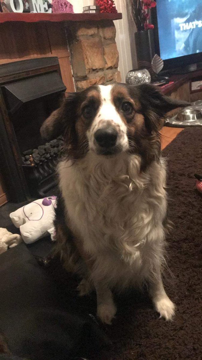 Negan Morano (fan parody) tweet media