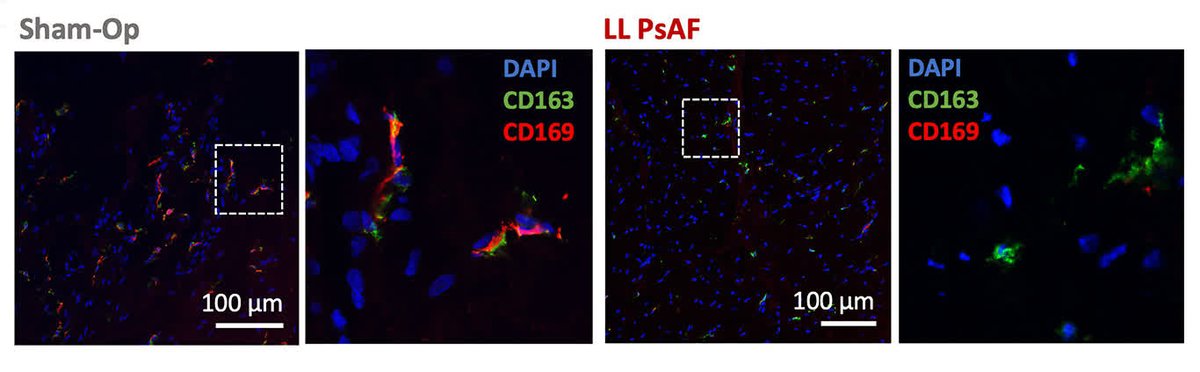 Circulation Research tweet media