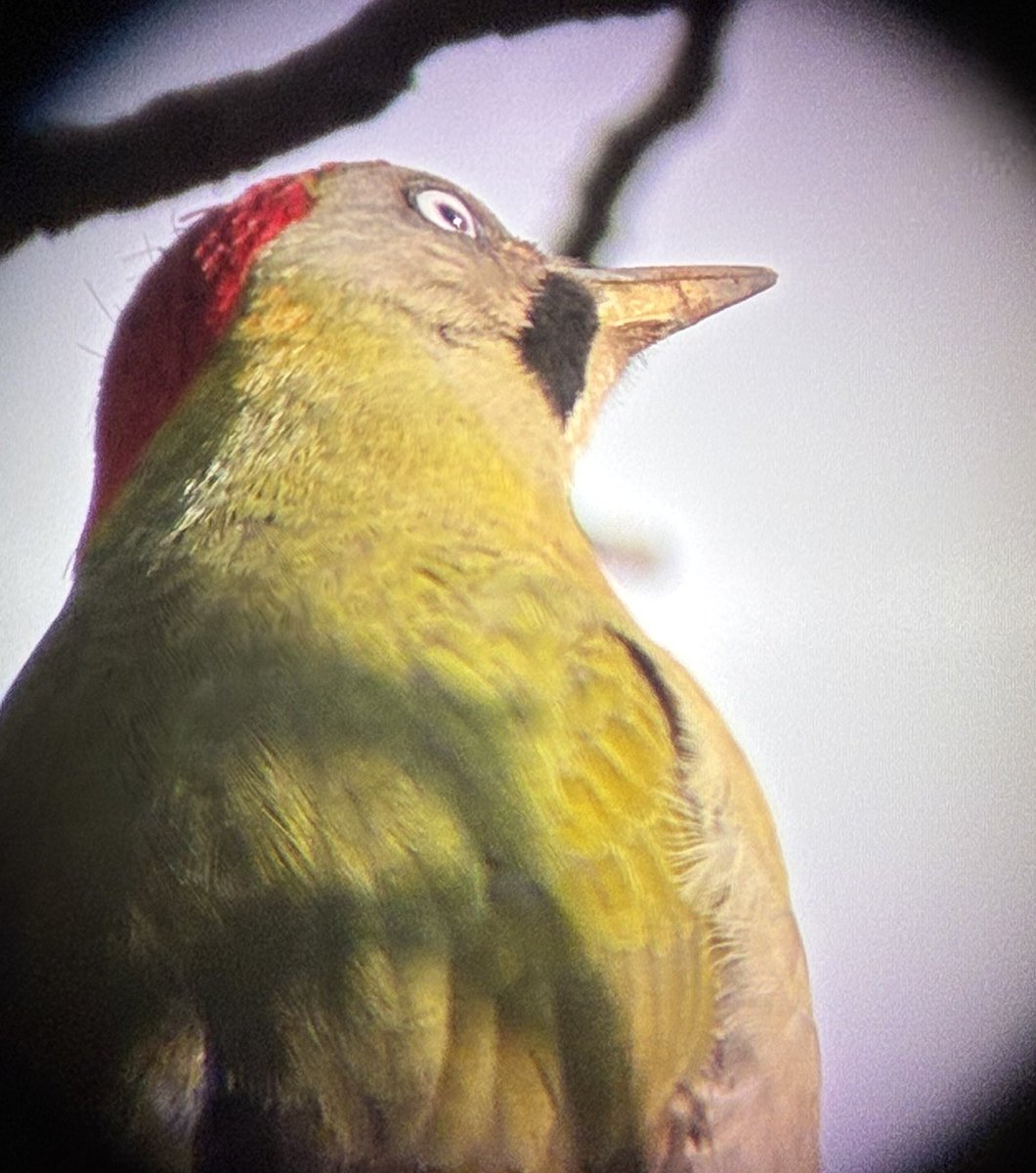 Alan Davies tweet media