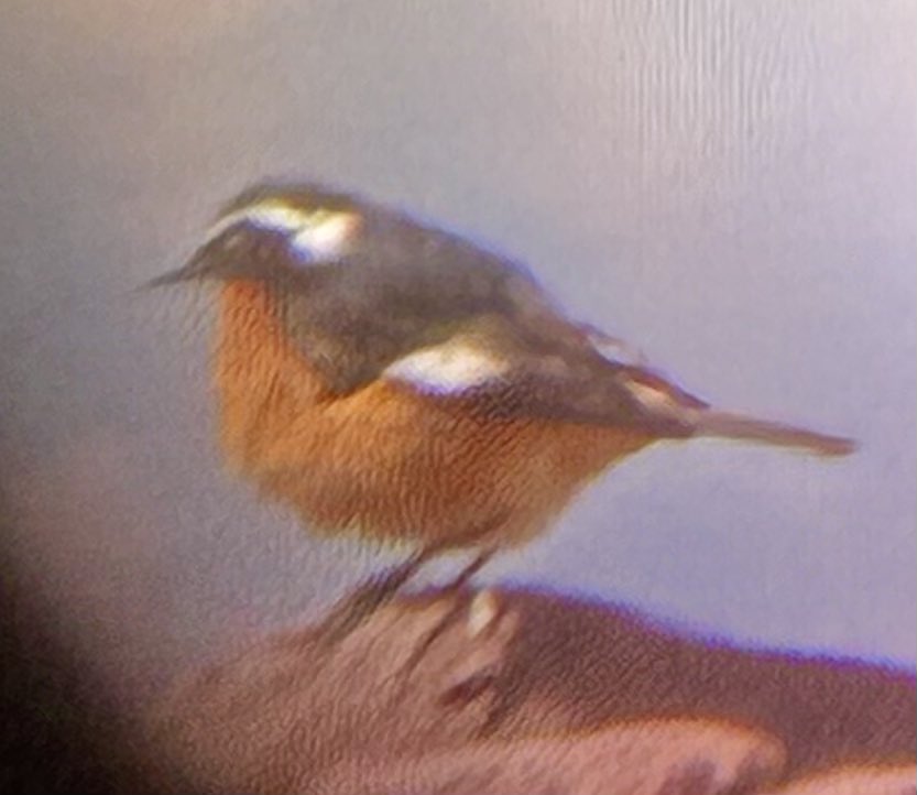 Alan Davies tweet media