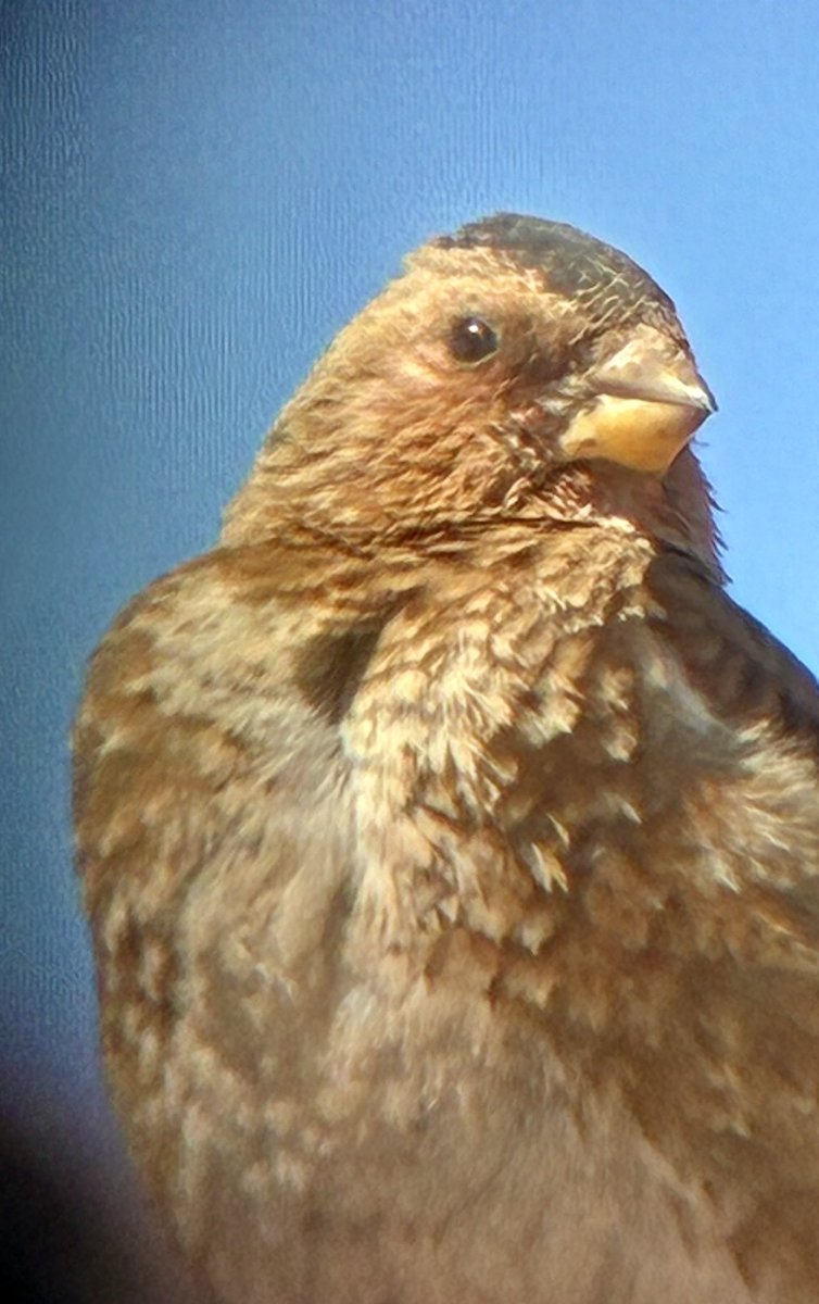 Alan Davies tweet media