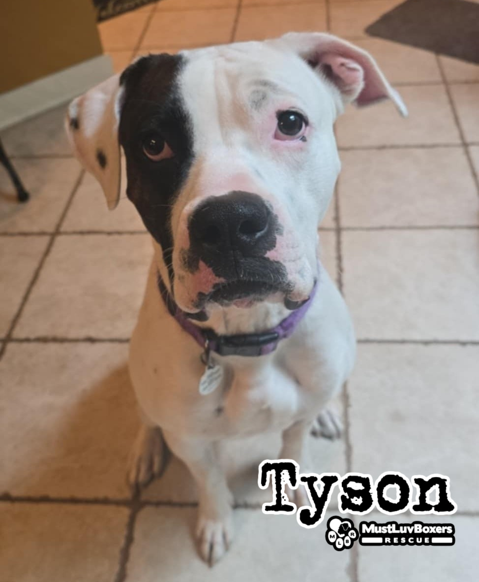 MustLuvBoxers Rescue tweet media