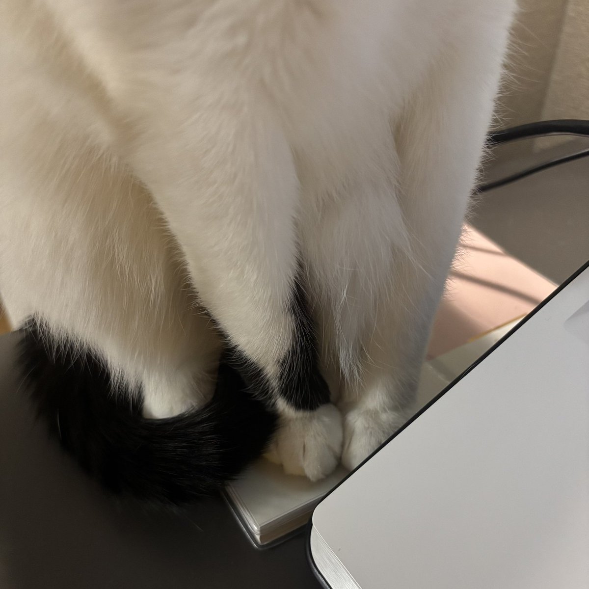 はちわれ🌼Web制作 tweet media