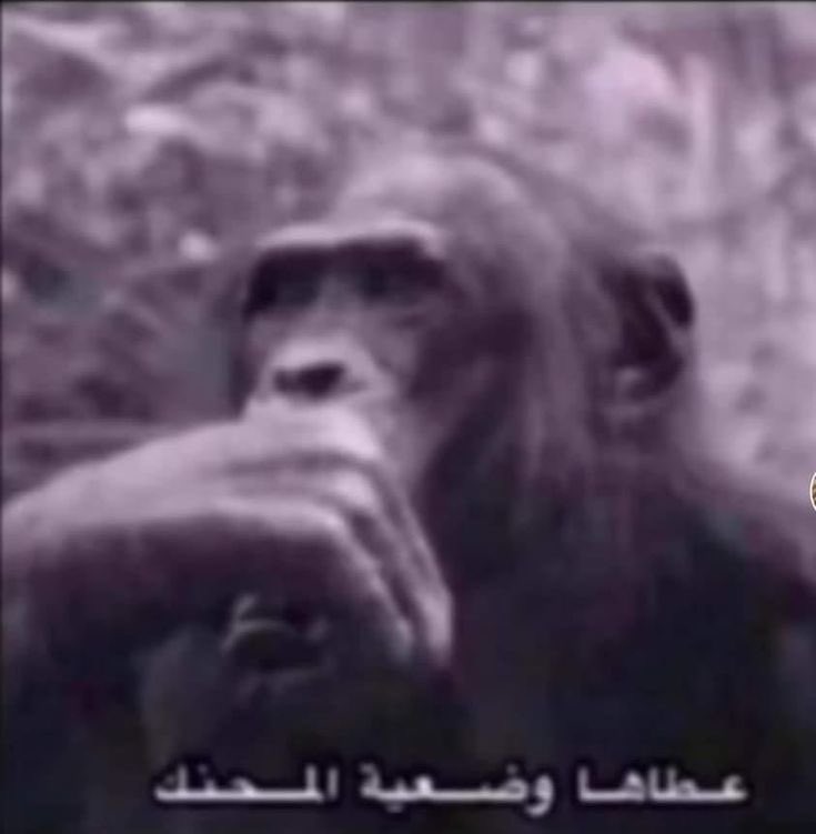 Mubarak tweet media