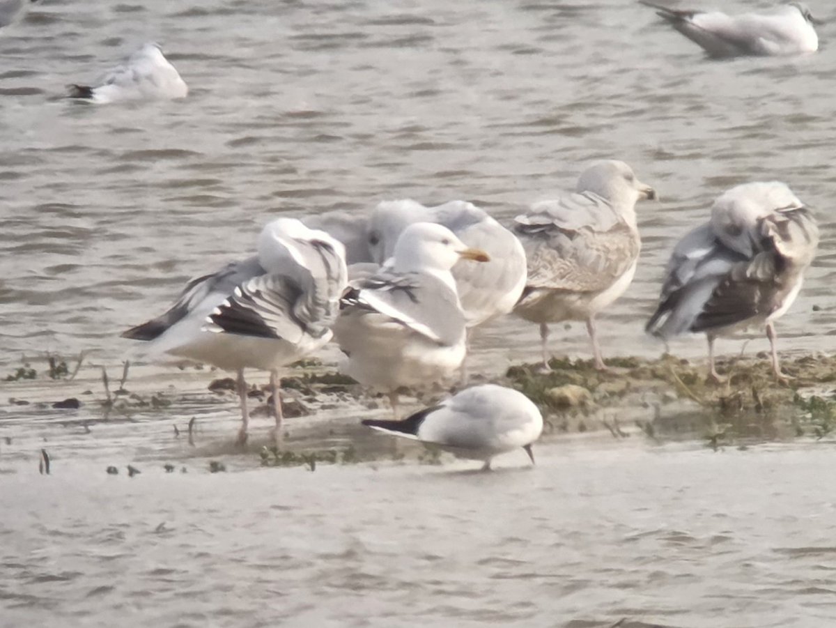 Stuart Read tweet media