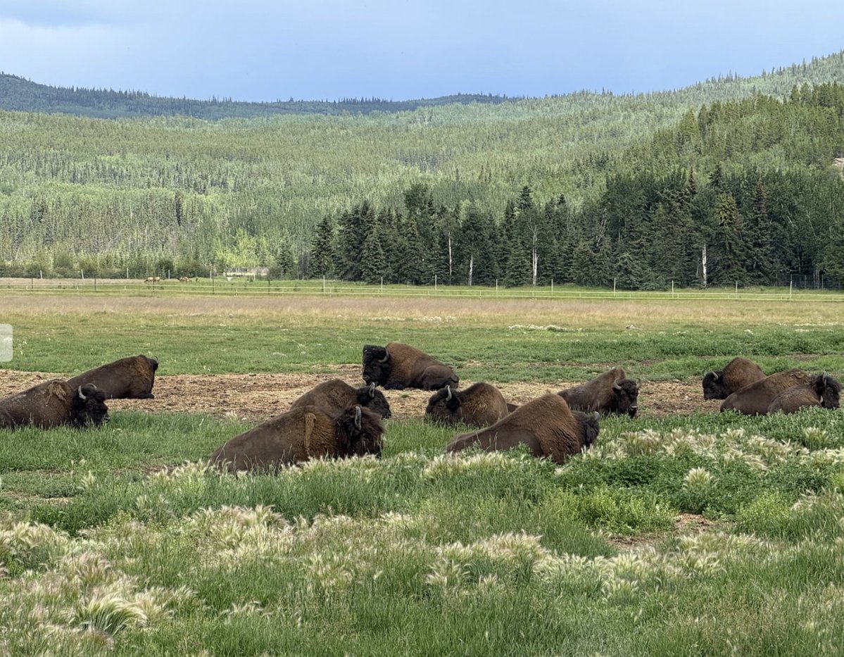 ECAD Service Dogs tweet media