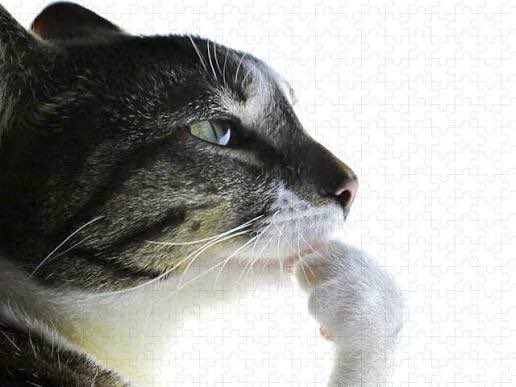 HANZ!!! comms open tweet media