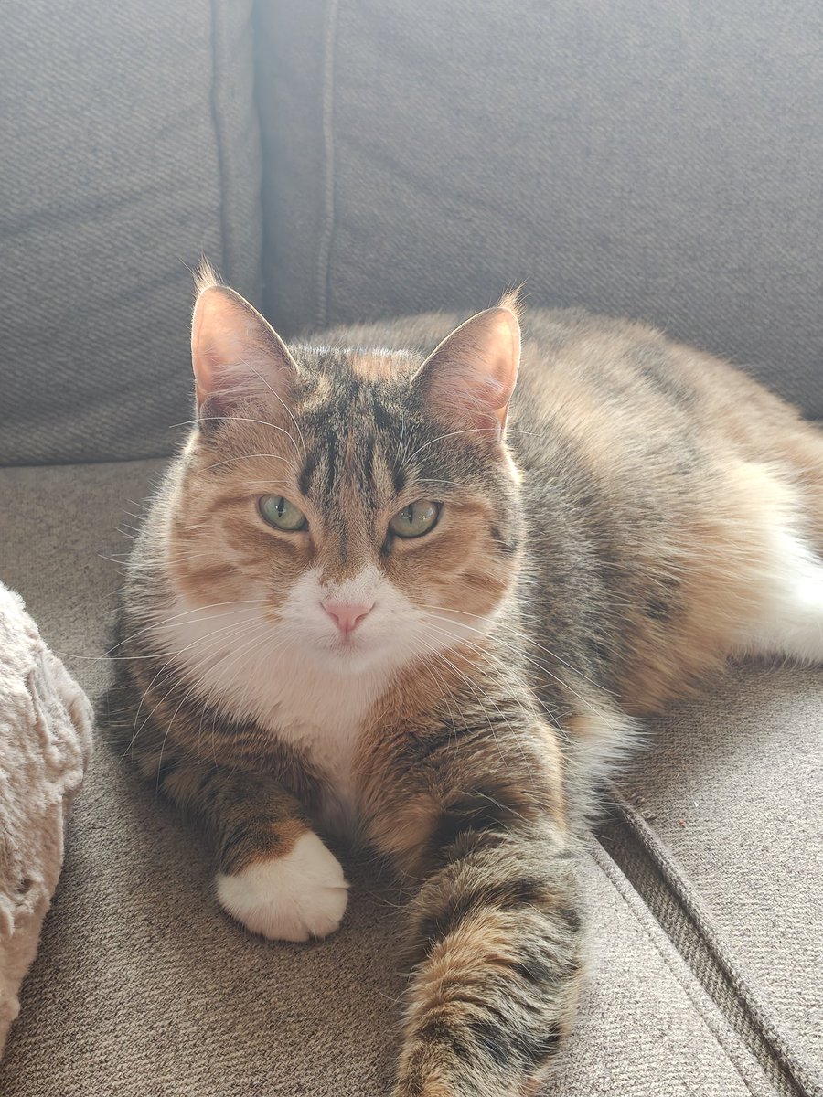 ・❄️・Dori tweet media