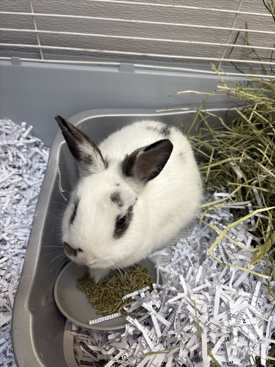 Guelph Lost Pets tweet media