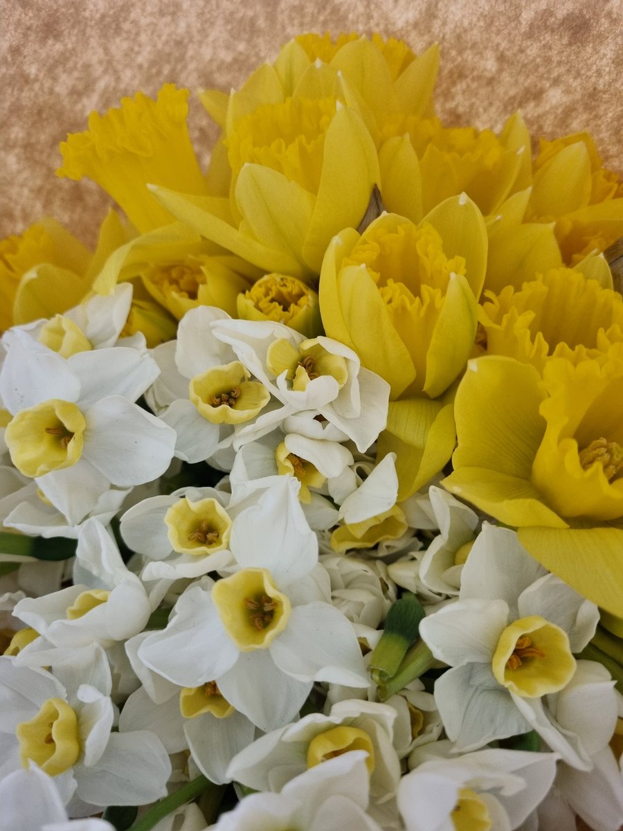 하루종일 쨍쨍하다는 소식에 나가서 광합성하고
수선화 잔뜩 사서 귀가했다