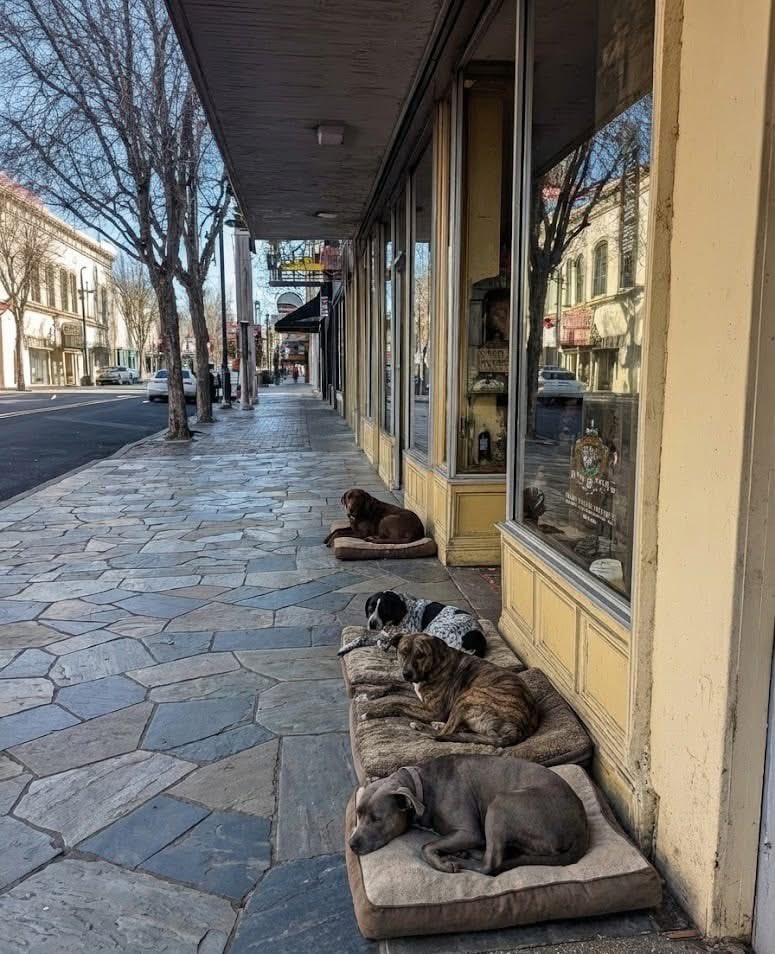 Mr PitBull tweet media