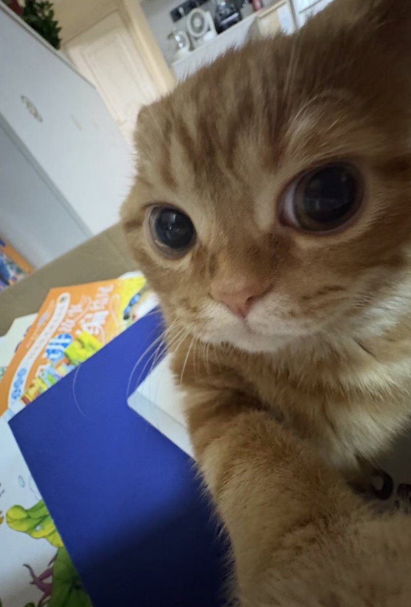 twaniimals's tweet photo. https://t.co/N9oY06lLg7
