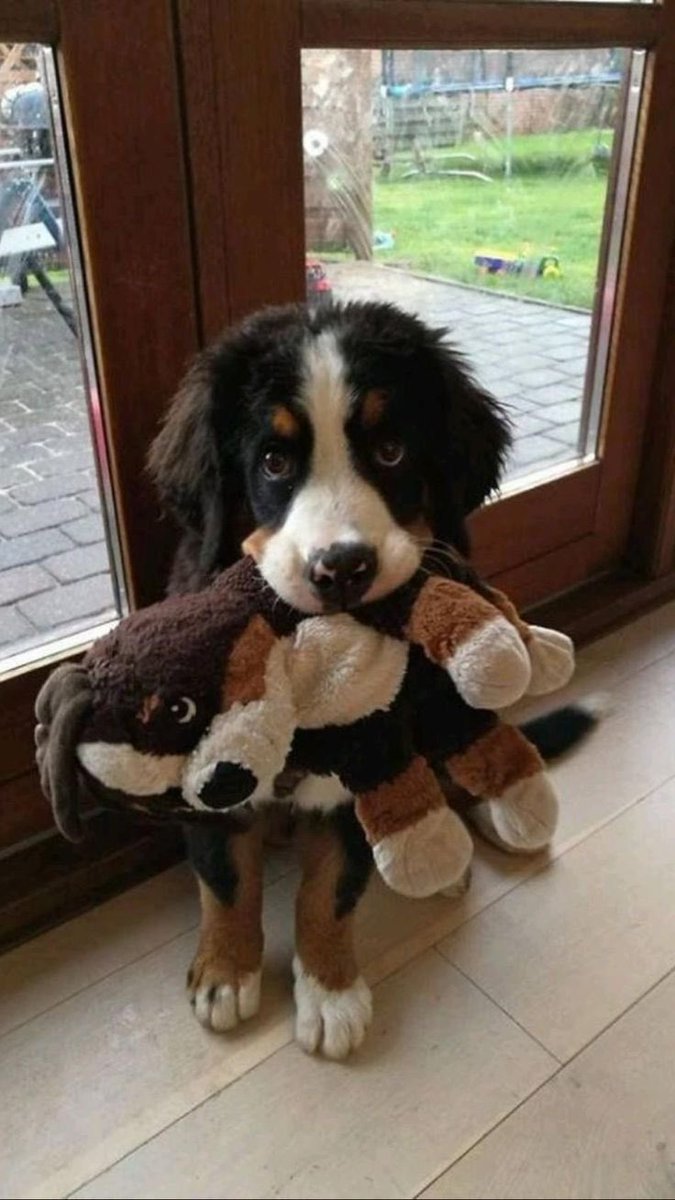 SiliGremlin tweet media