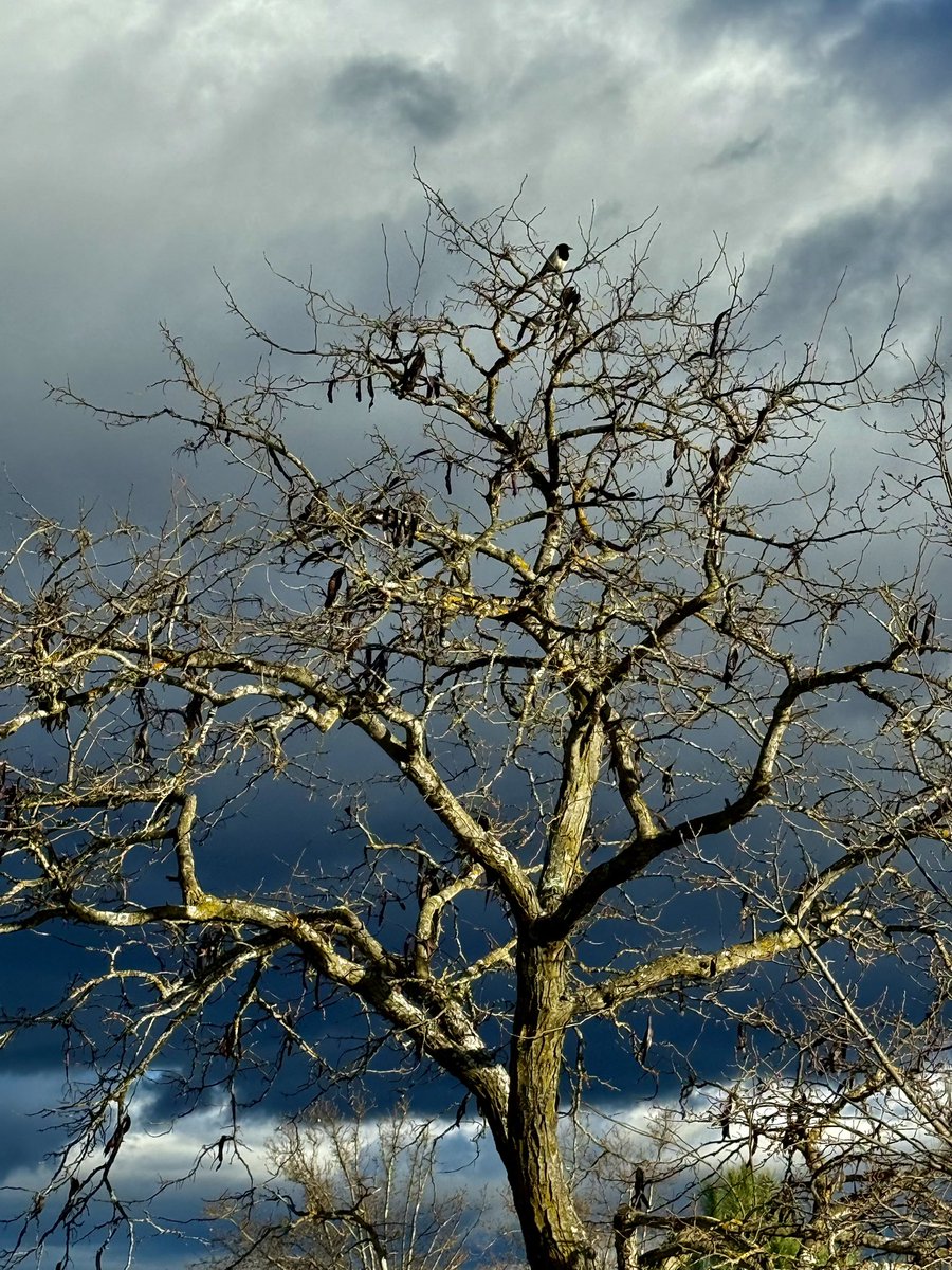 Sebastian Alvaro tweet media