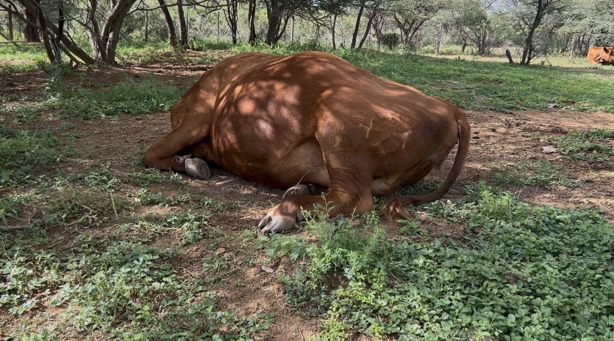 The Meating Block tweet media