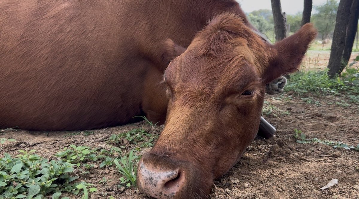 The Meating Block tweet media