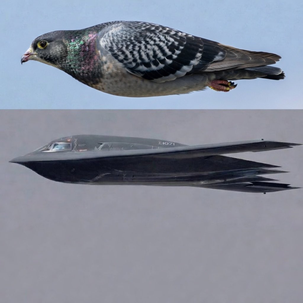 Dr. Ponzi tweet media