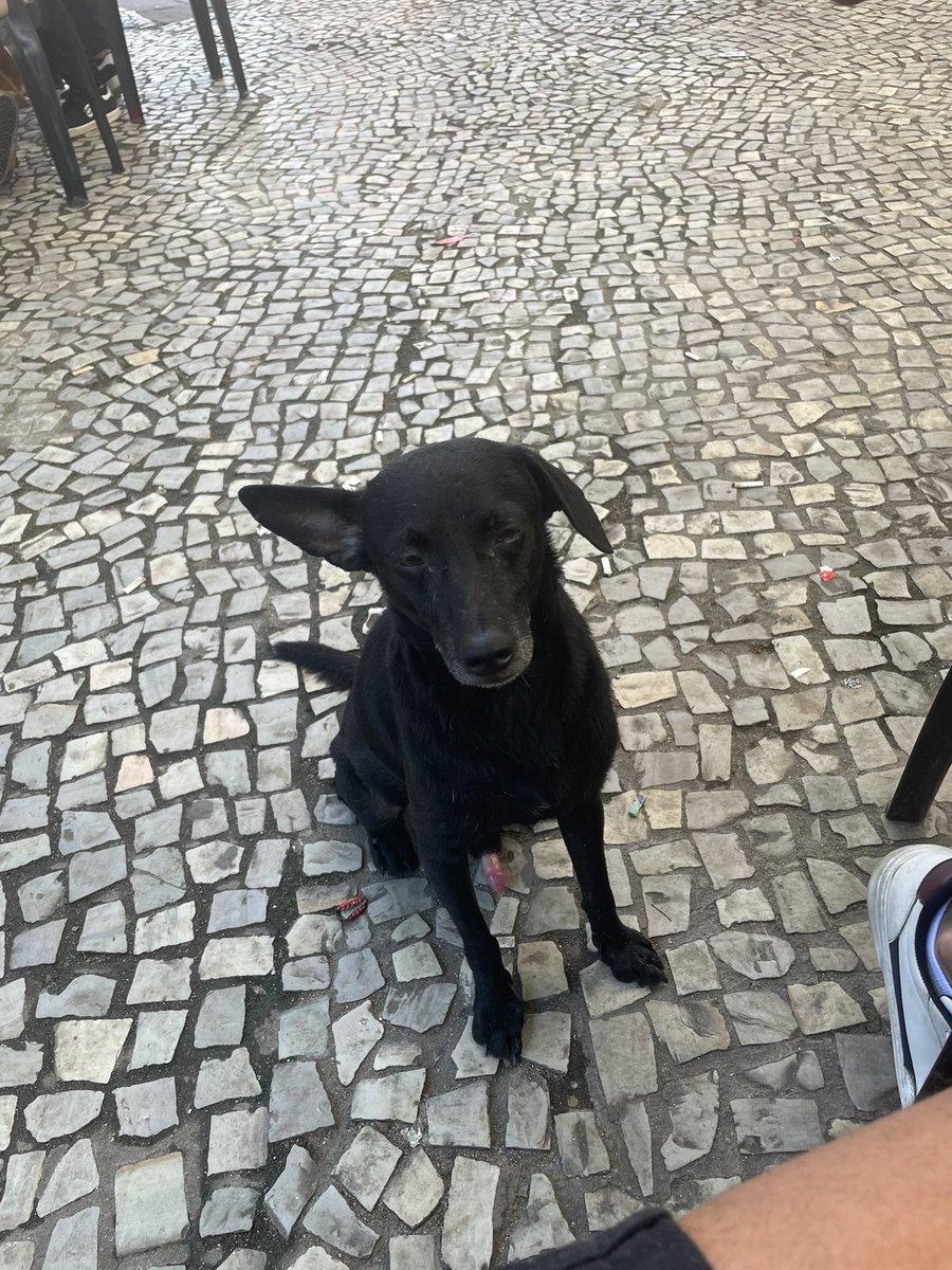 tthainan_'s tweet photo. Um vira-lata veio me pedir comida num churrasco que eu tô, mas ele tava de pau duro https://t.co/srbJIEpvKg