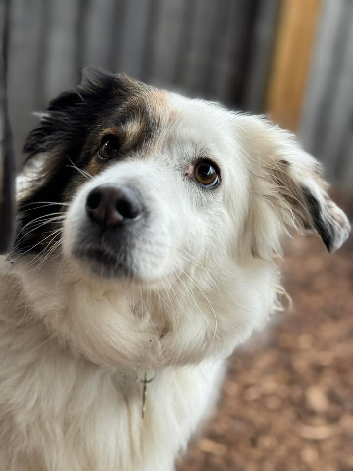 Andy Loosemore tweet media