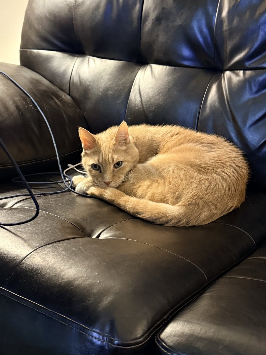 Wooden Nickel tweet media