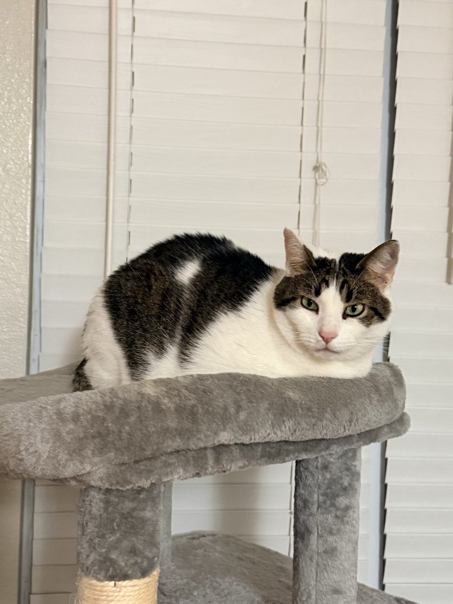 Wooden Nickel tweet media