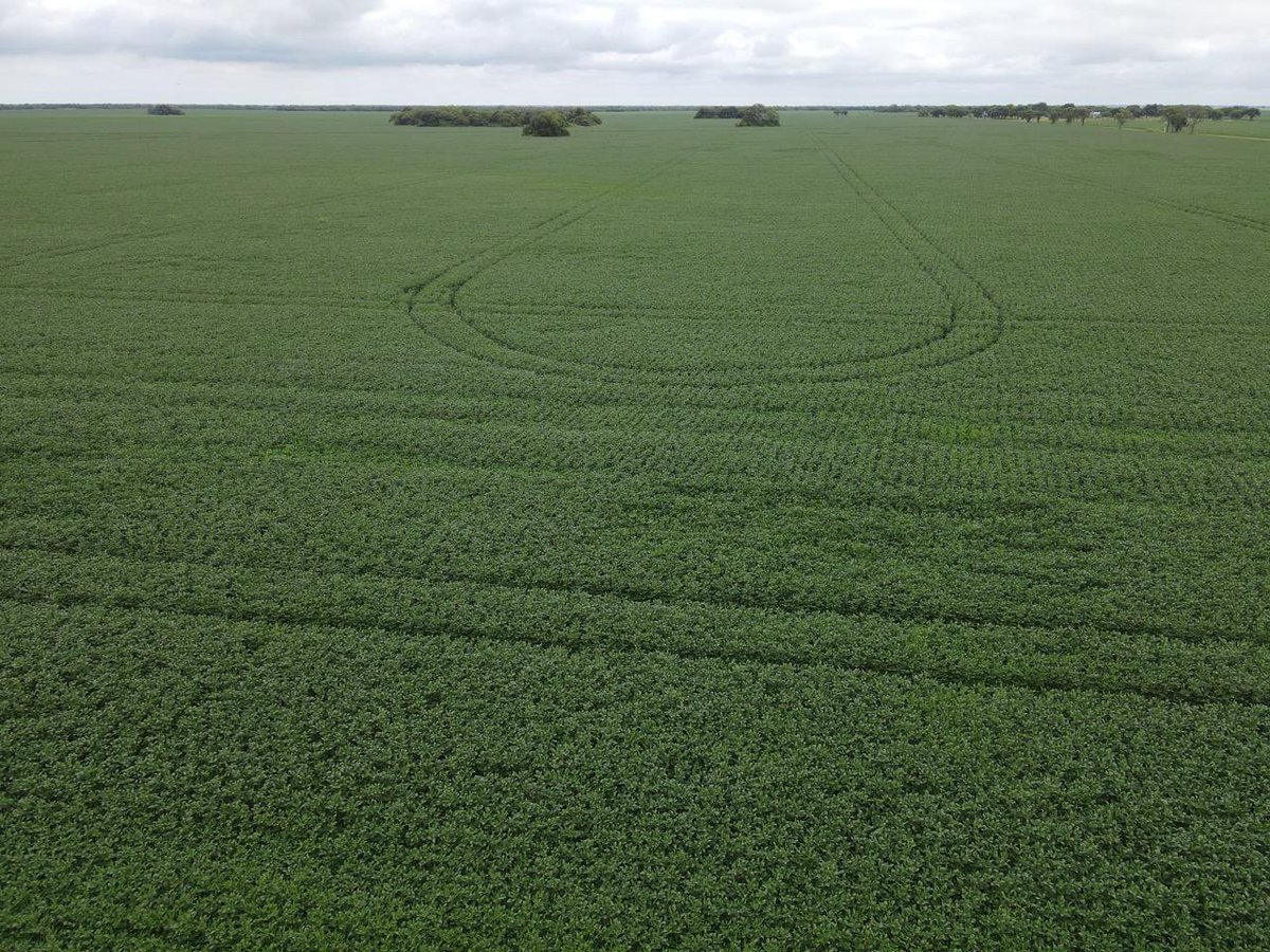 Grupo Charata tweet media