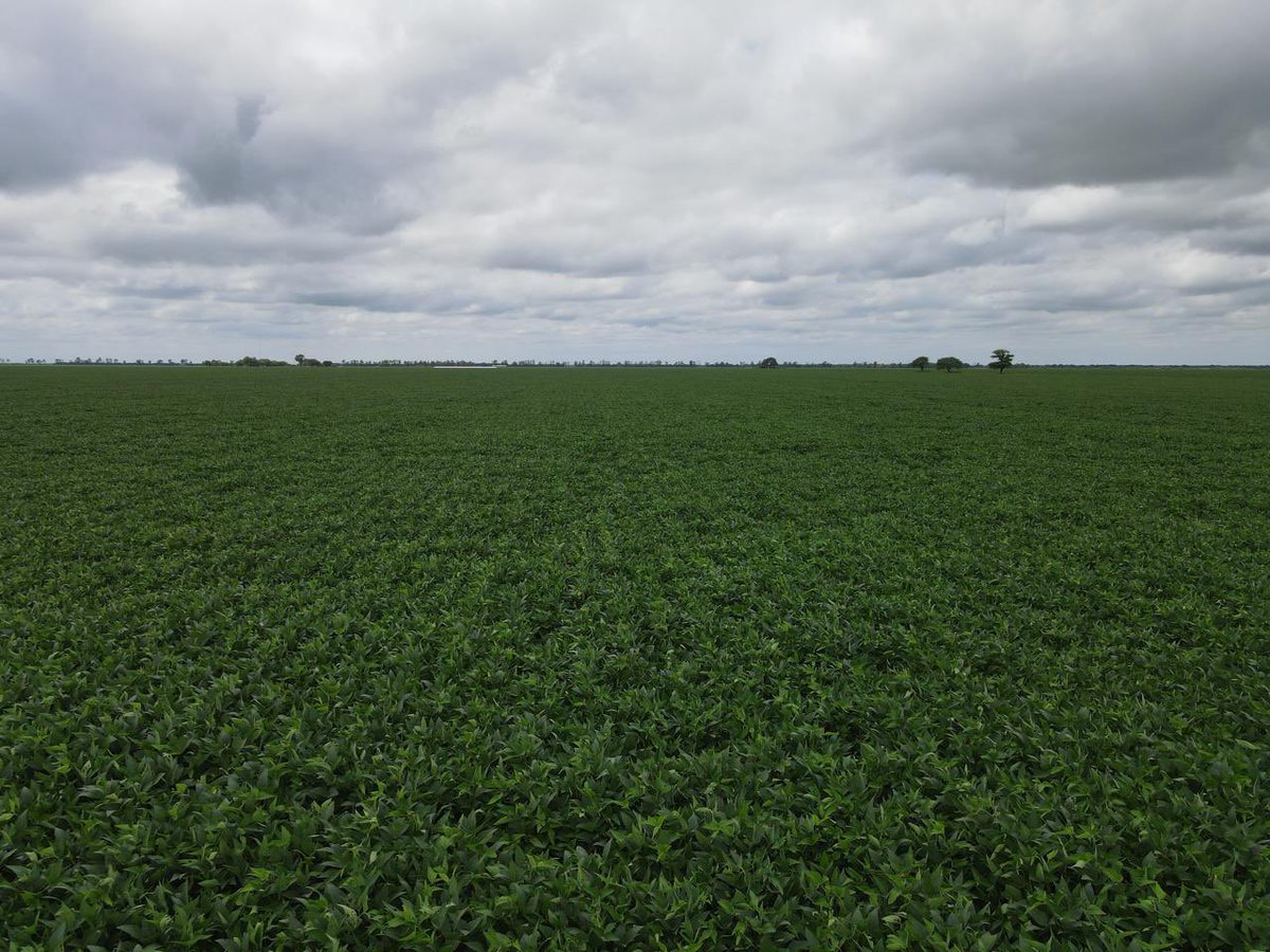 Grupo Charata tweet media