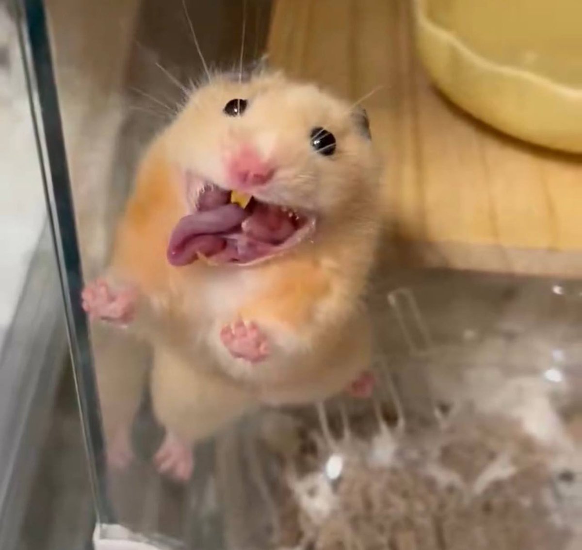 BasusTheDev tweet media