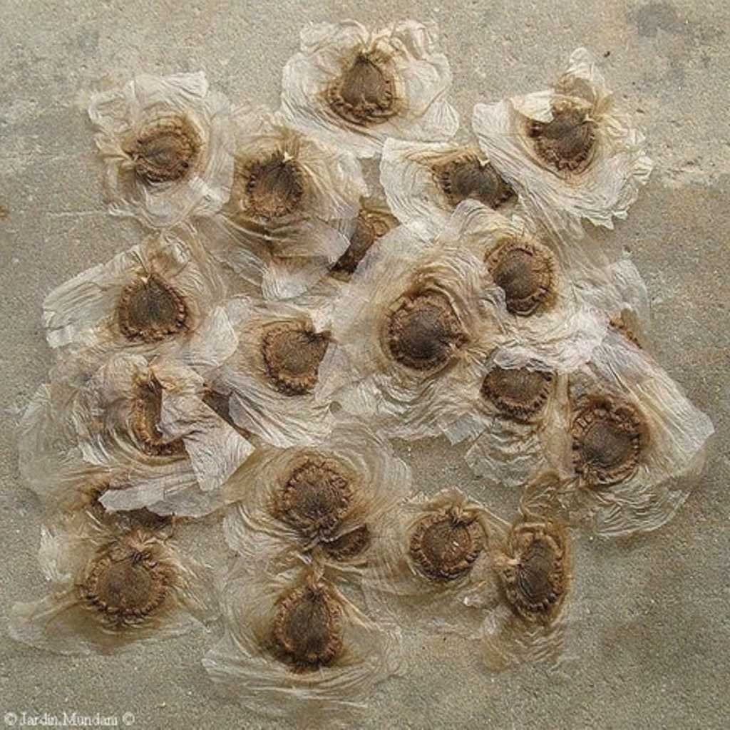 leonésconflow tweet media