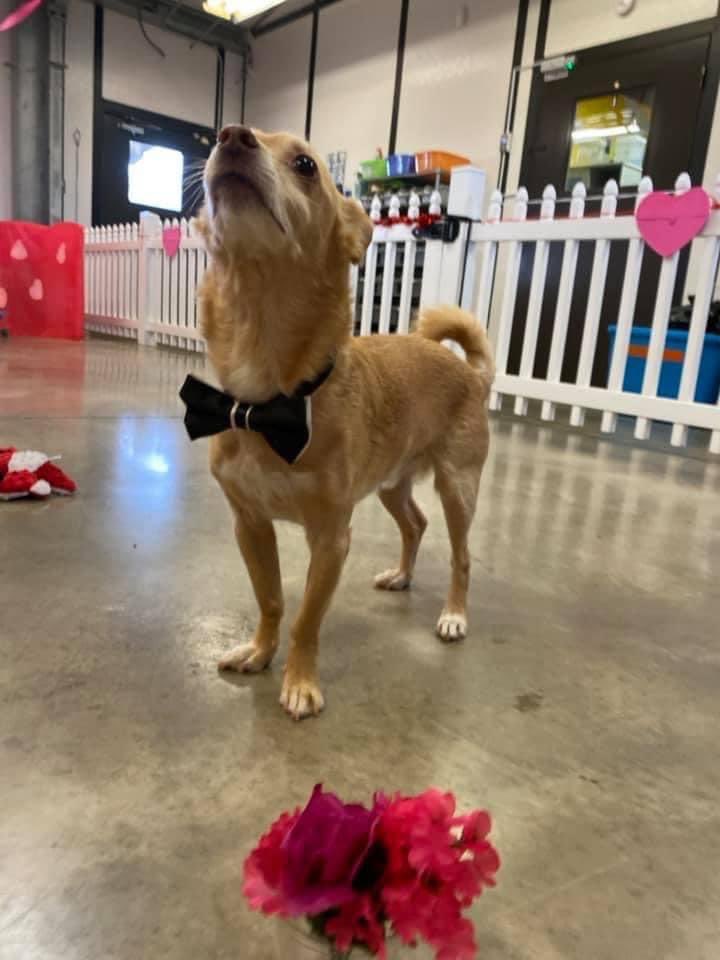 chattie's tweet photo. @NimraShahzadin Garcia’s fave place was doggie day care. I figure the rainbow bridge is like that. They said he was always first to great to new ones. He will be glad to be his friend. https://t.co/qaFGr3yQxh