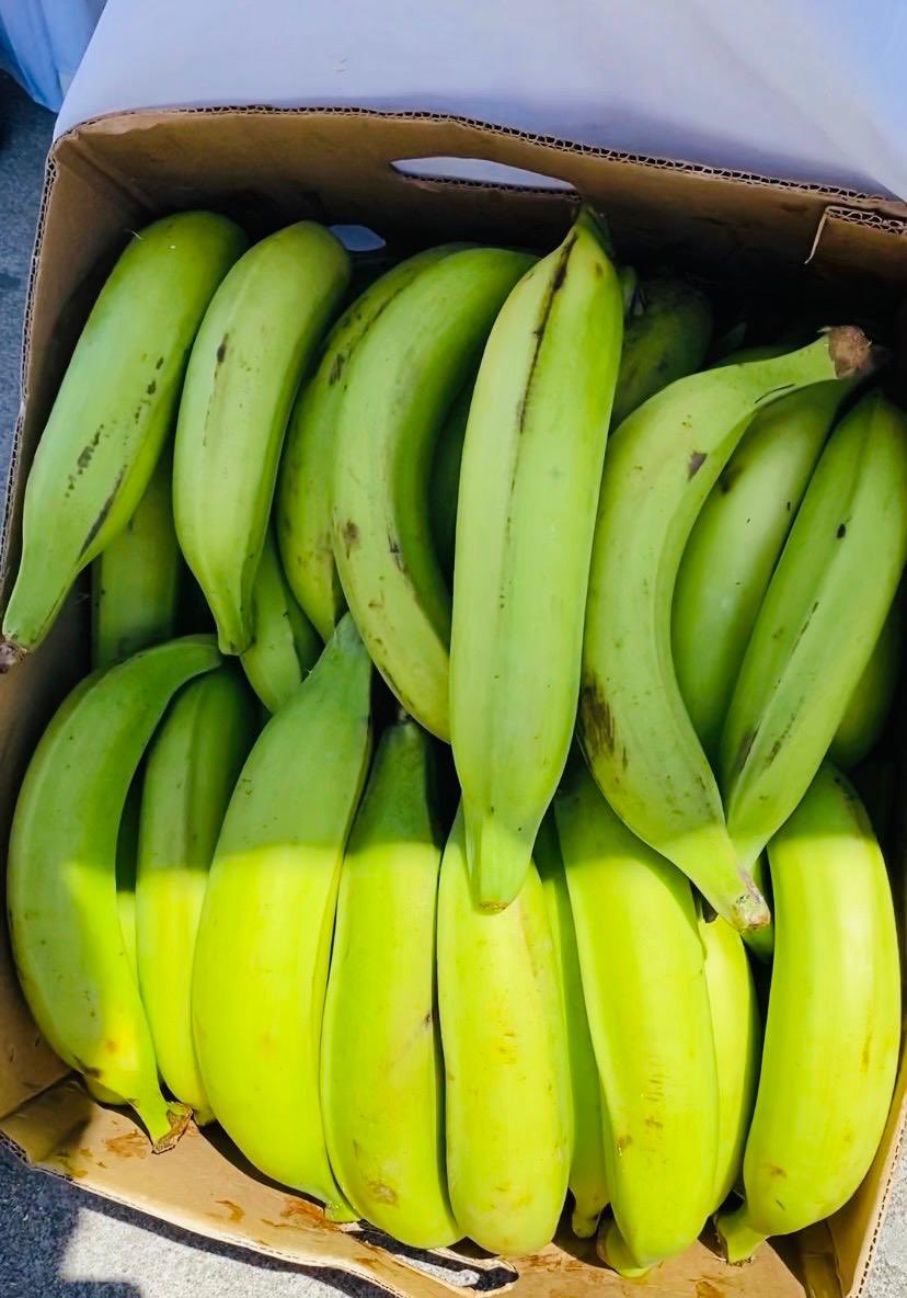 AgriculturaEc's tweet image. #Cotopaxi | En el marco de nuestra campaña #MarzoSabeAVerde vivimos una jornada llena de sabor y apoyo al campo. 🌱

Productores de Manabí y Santo Domingo participaron en una feria de comercialización de plátano verde, donde la gastronomía ecuatoriana también fue protagonista con