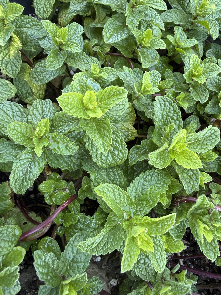 Lots of cilantro and mojito mint 🌿🪏