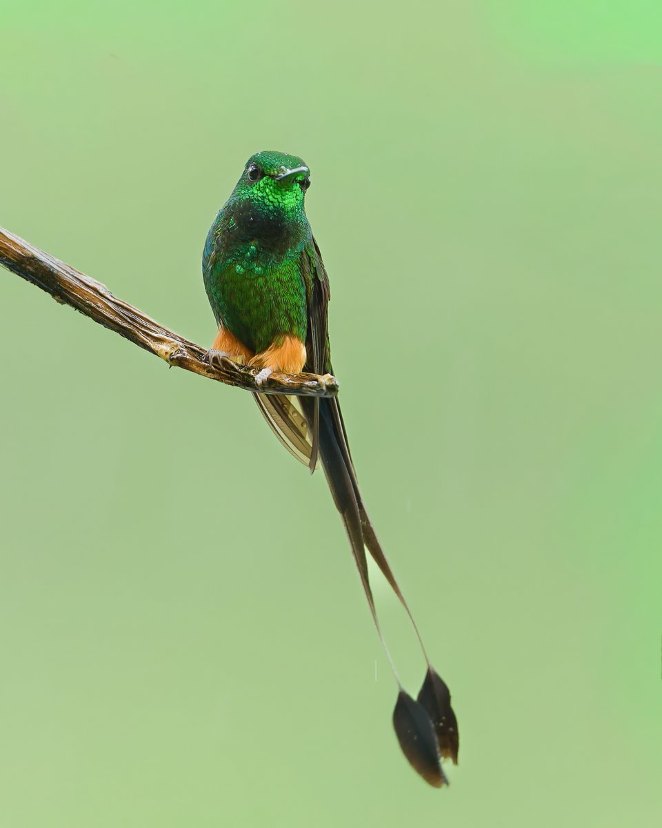 Caren Jahre tweet media