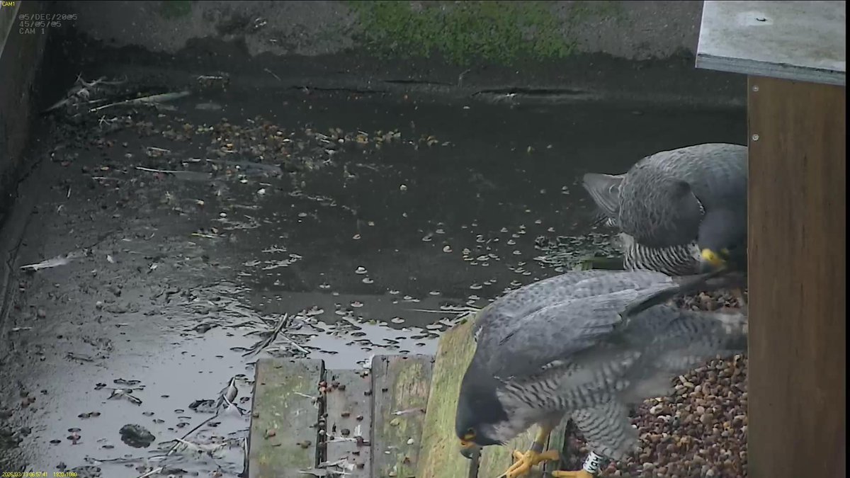 FaB Peregrines tweet media