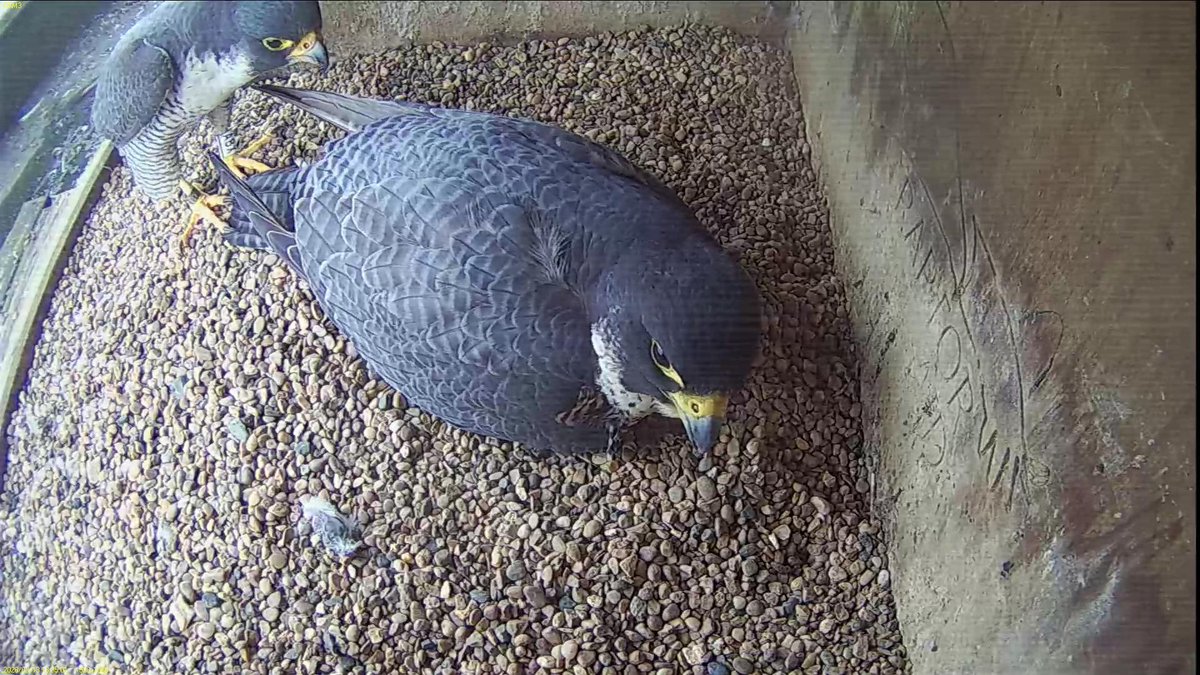 FaB Peregrines tweet media
