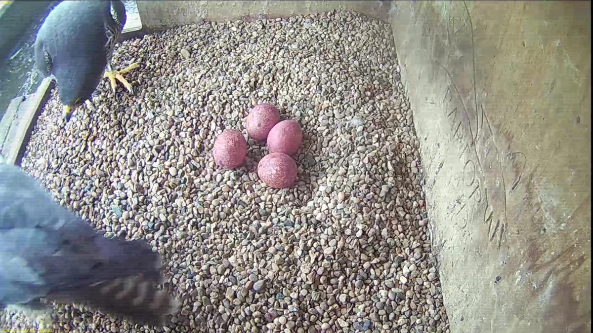 FaB Peregrines tweet media