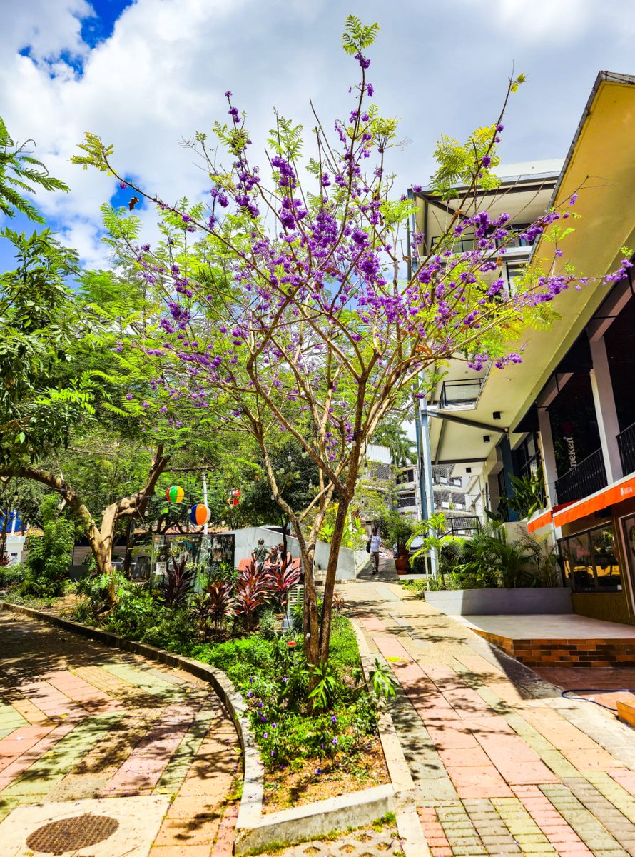 José Isabel Blandón tweet media