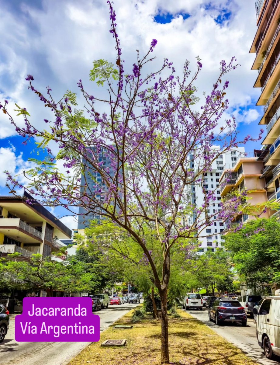 José Isabel Blandón tweet media