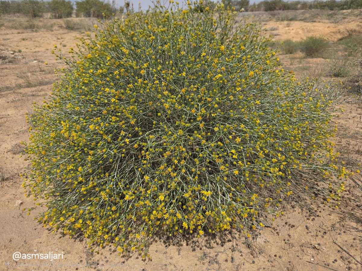 عبدﷲ الجري tweet media