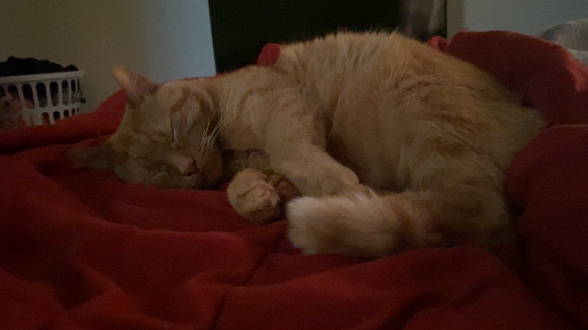 Merowzer🐾🐈 tweet media