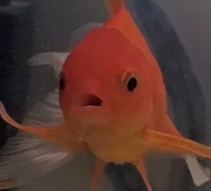 ˗ˏˋtayˎˊ˗ tweet media