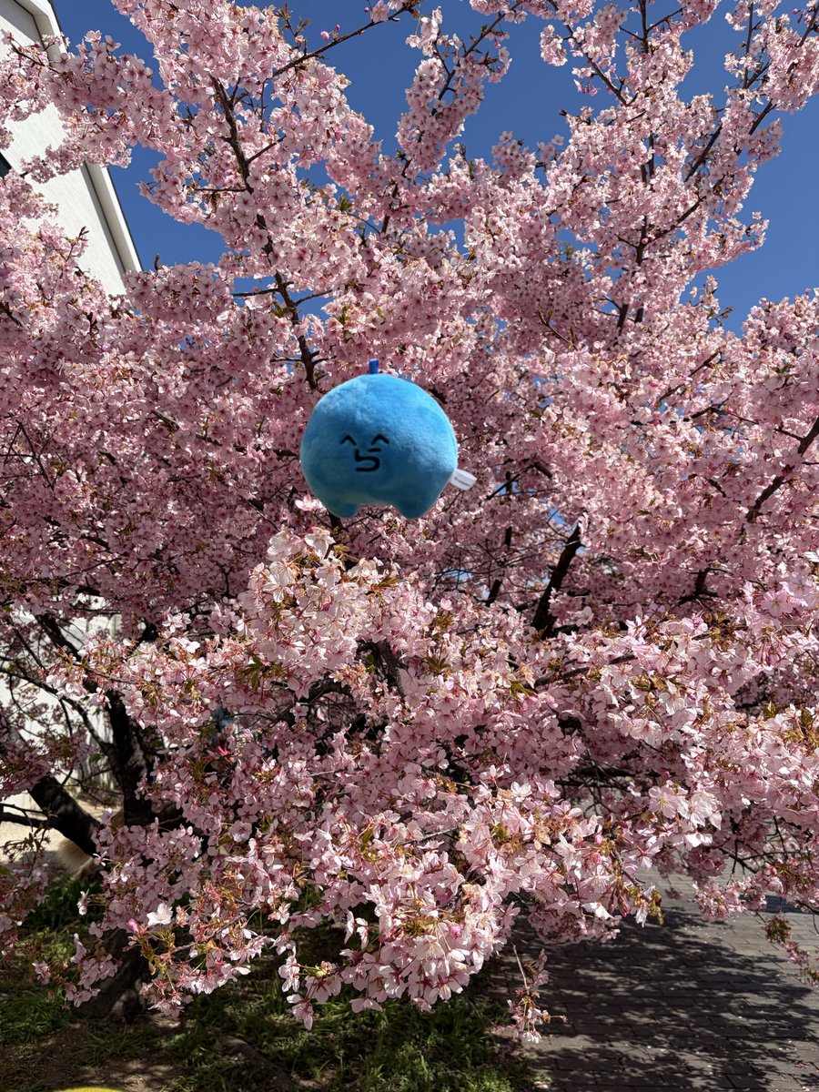 kjamiiii's tweet photo. らだおくんのお花見🌸 https://t.co/C5oVdK7ItQ