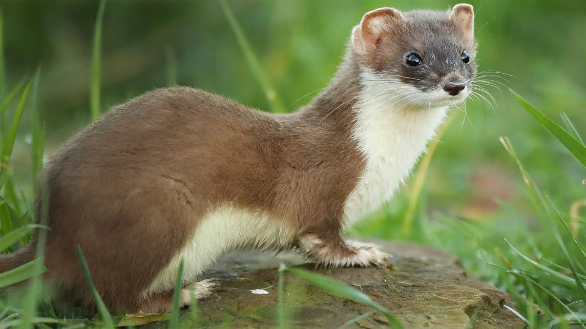 Wasted Wagons Podcast 🥃 🍻🎙️ tweet media