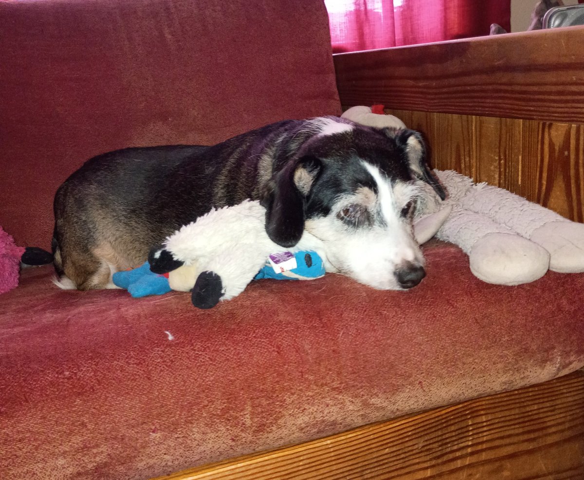 The Merry Hound 🟧🐶🐾🐶✌️ tweet media