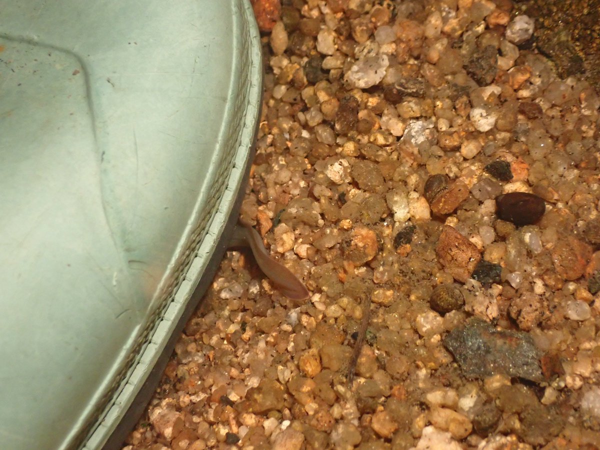 写真を撮らせていただいたあと、ウナギが逃げ混んだ先は私の靴の下だった。